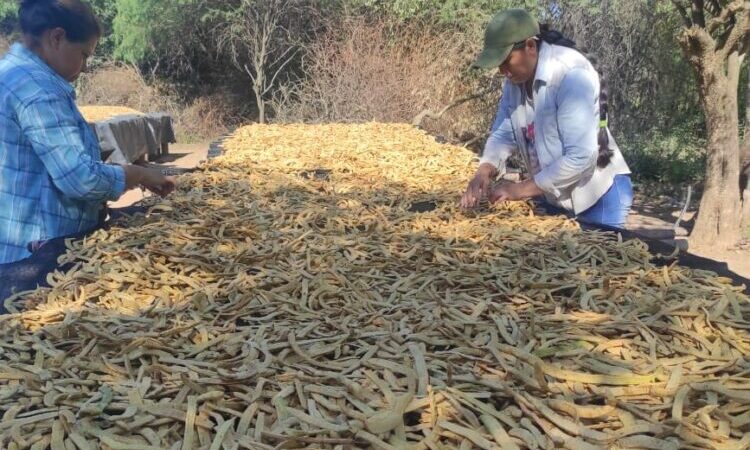 Desde hace tres años, la Asociación Perla Formoseña se dedica a la producción de harina de algarroba