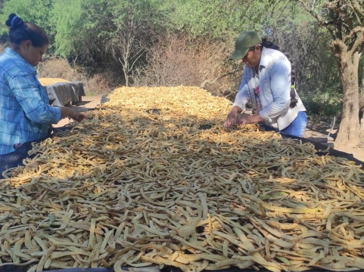 Desde hace tres años, la Asociación Perla Formoseña se dedica a la producción de harina de algarroba