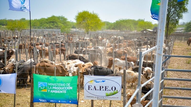 El 16° Remate de Invernada del Oeste Formoseño fue todo un éxito