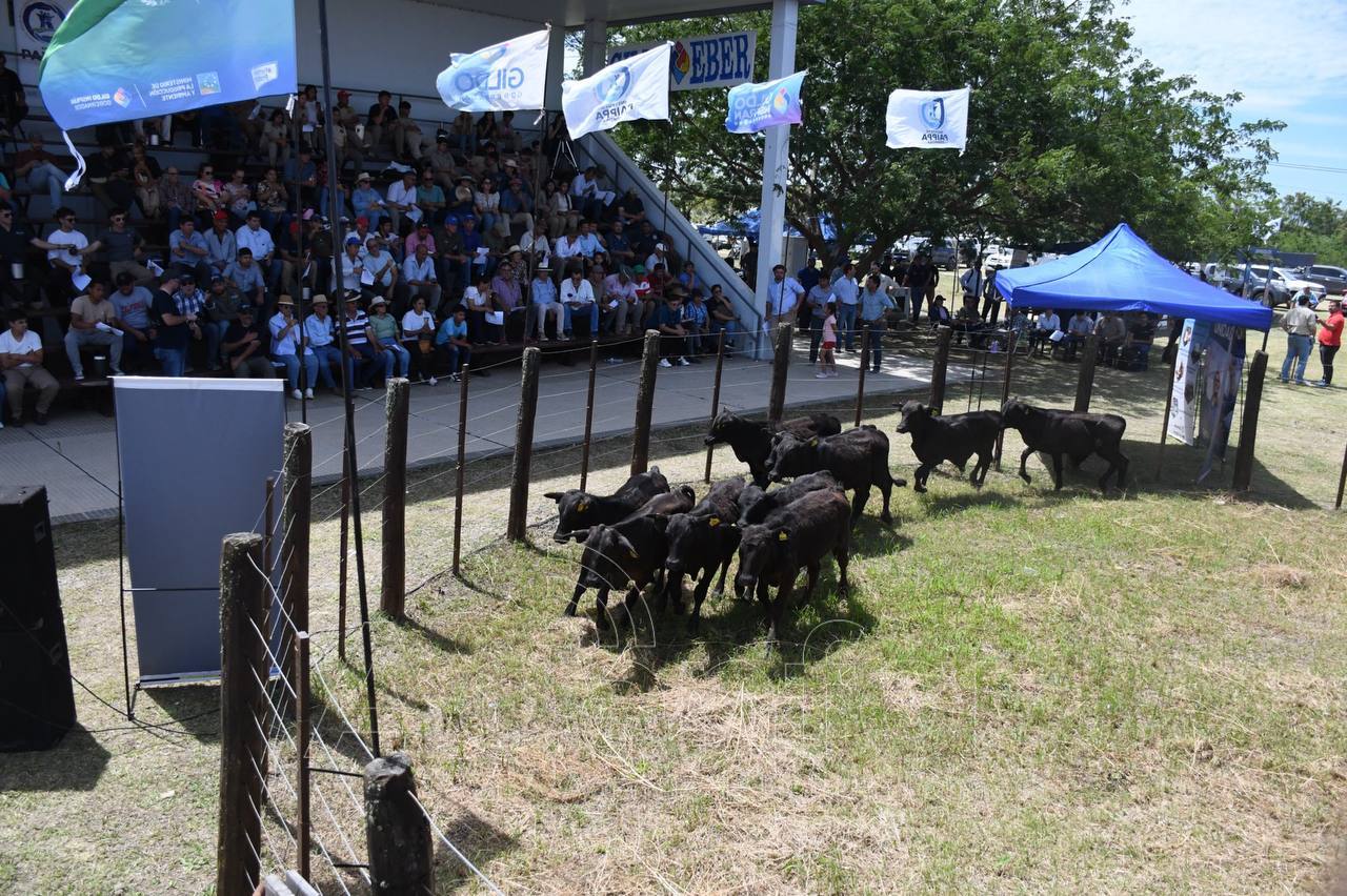 Con gran éxito se realizó la Feria Ganadera Paippera en Laguna Blanca