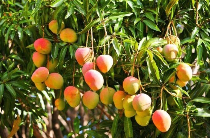 Inició la cosecha de mango en Laguna Naineck