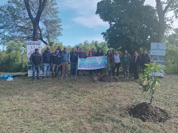 Cómo proteger el mango de las heladas: El CEDEVA realizó jornadas clave en el norte de Formosa