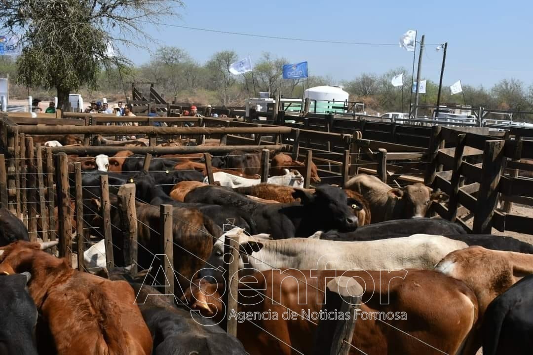 Por cuestiones climáticas se reprogramó la Feria Ganadera Paippera de Fortín Soledad