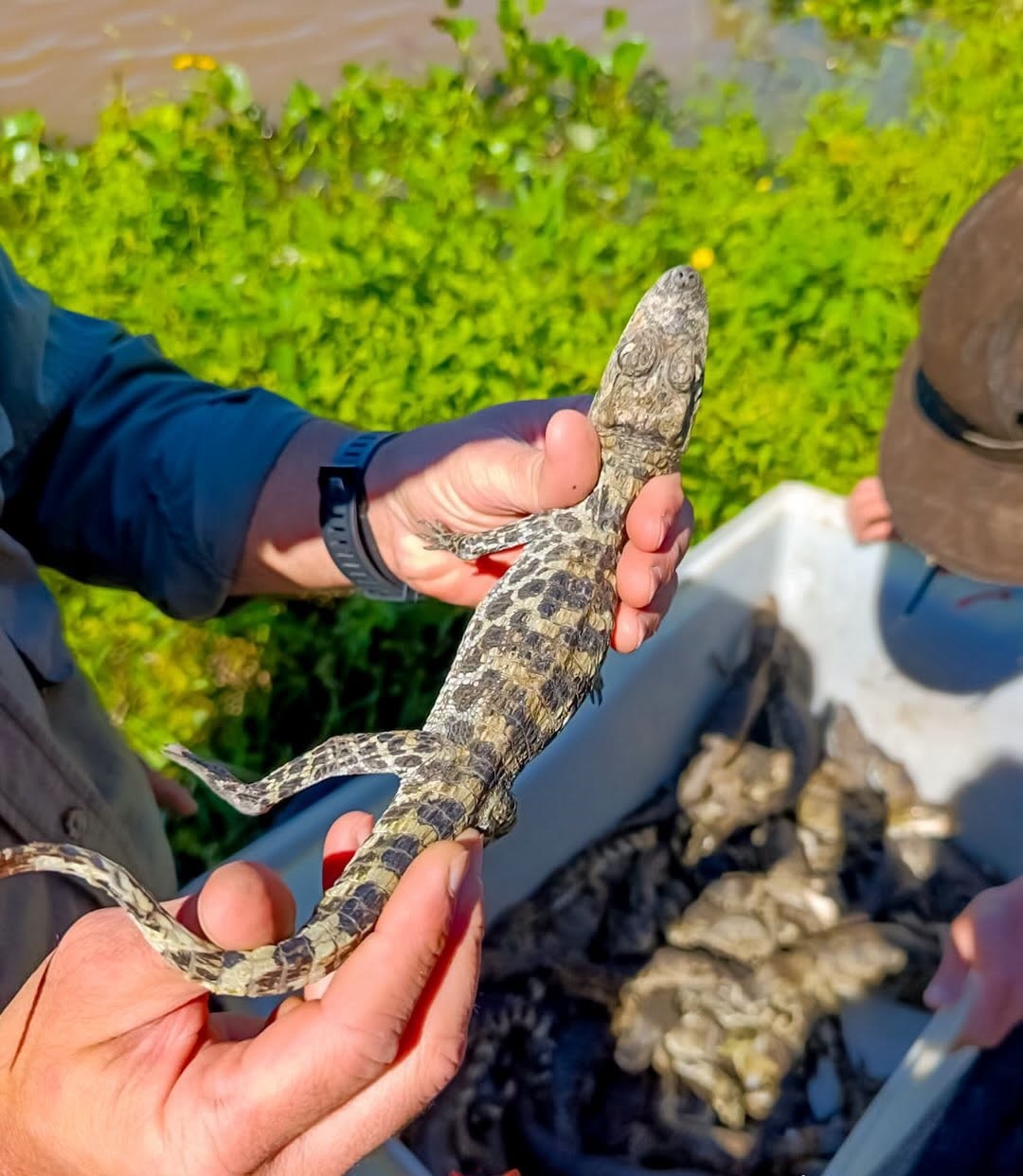 Formosa promueve la conservación y el uso sustentable del yacaré